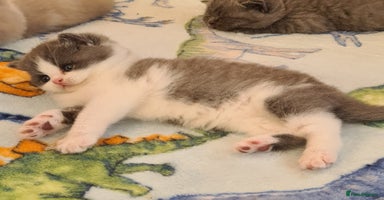 British Shorthair cats British ShortHair kittens Register GCCF  - Advert 16