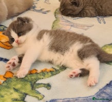 British Shorthair cats British ShortHair kittens Register GCCF - Advert 3