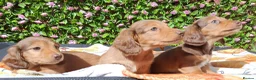 Miniature Dachshund dogs for sale: READY NOW LH SHADED CREAM MINI KC REG PRA CLEAR - Advert 6