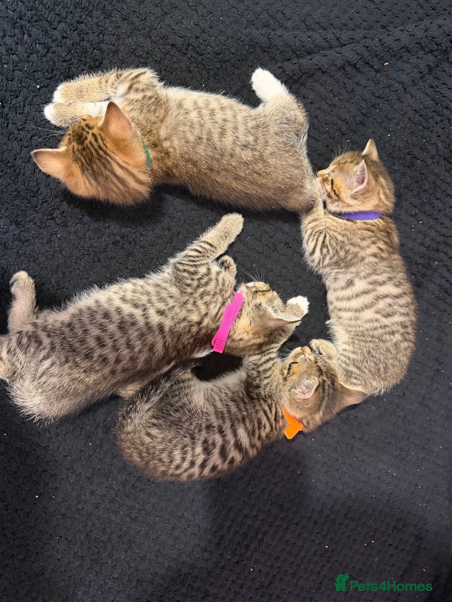 Bengal cats Bengal x tabby kittens  - Advert 5