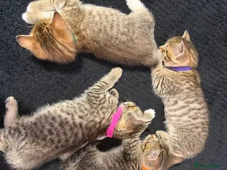 Bengal cats Bengal x tabby kittens - Advert 5