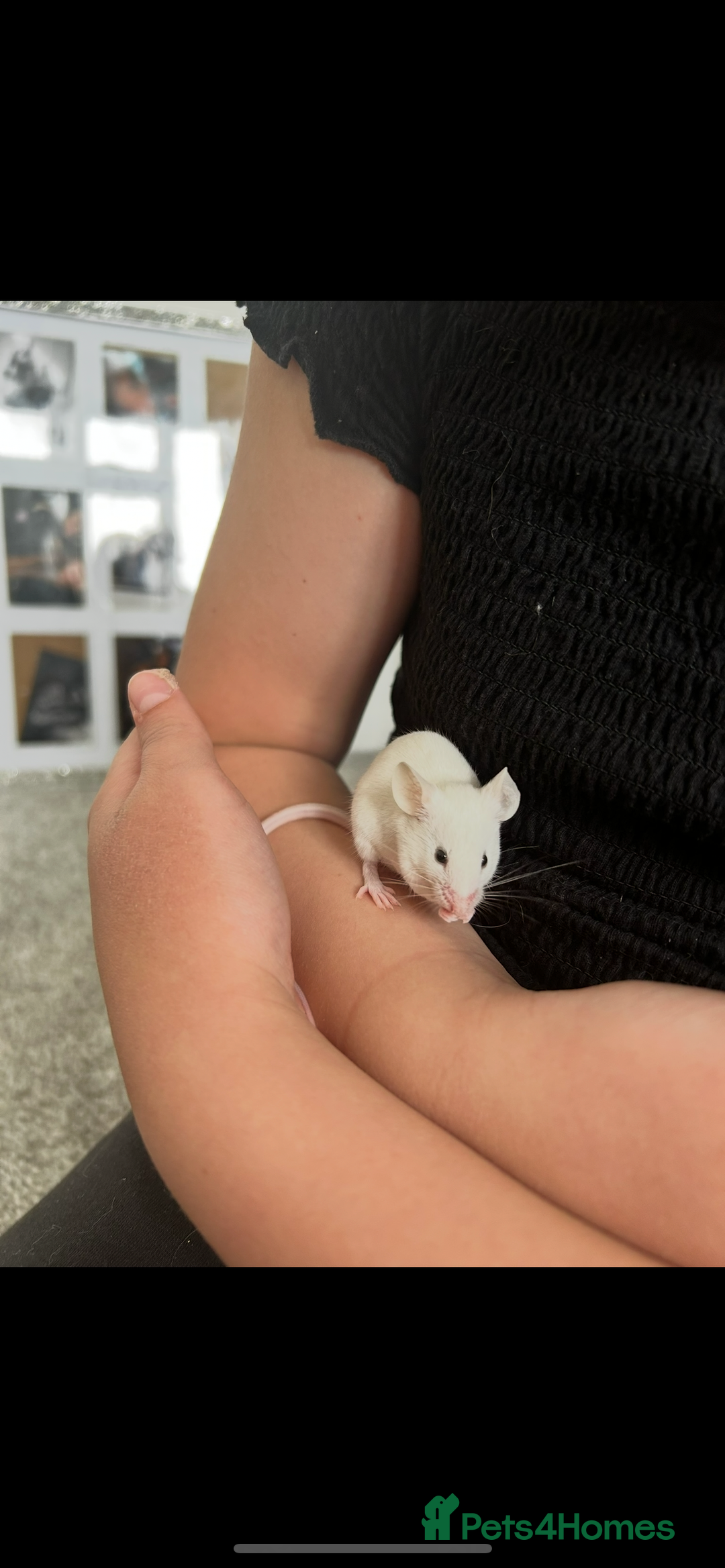 Mouse rodents for sale: Show mice  - Image 1