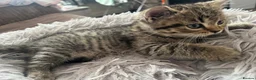 British Shorthair cats for sale: Chinchilla/British shorthair male kitten - Advert 5