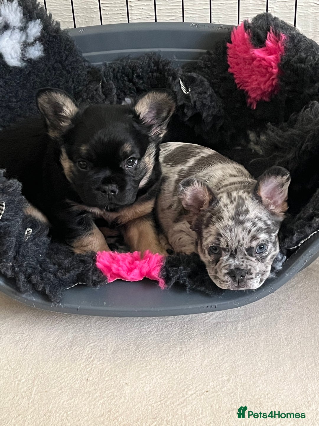 French Bulldog dogs for sale: Ickle fluffy puddings  - Advert 4