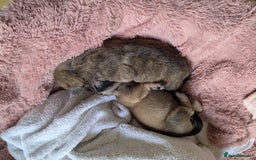 Mixed Breed dogs for sale: Frenchie x staff  - Image 7
