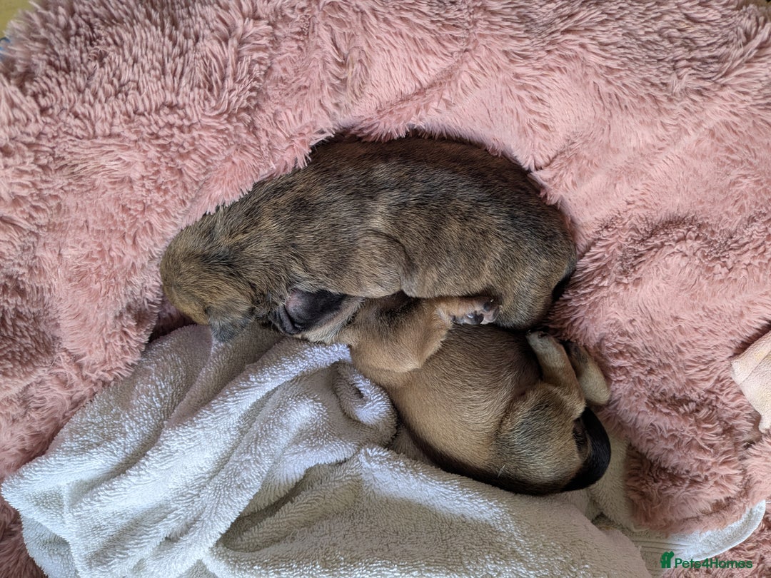 Mixed Breed dogs for sale: Frenchie x staff  - Image 7