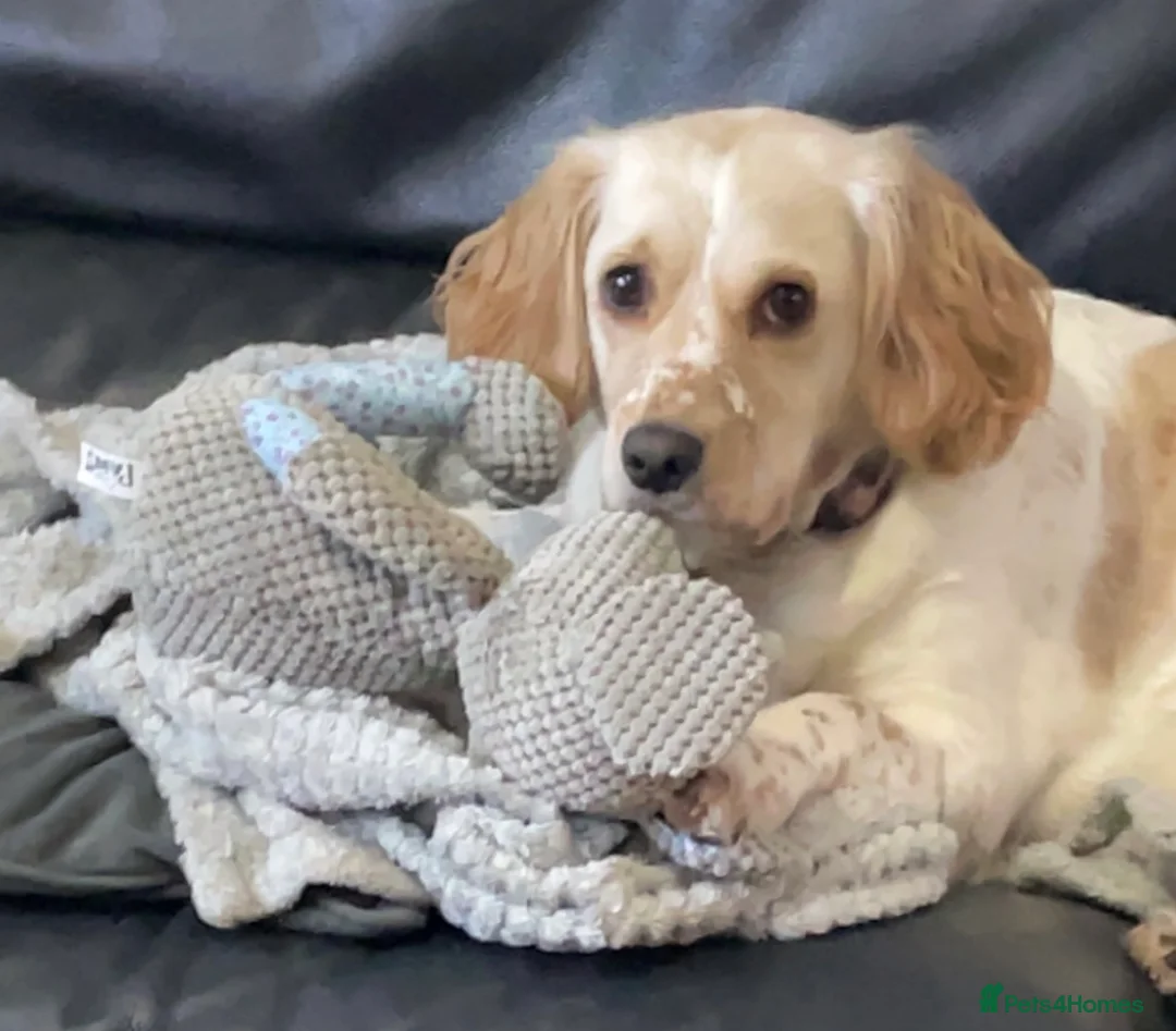 Cockapoo dogs for sale: Myla  - Advert 1