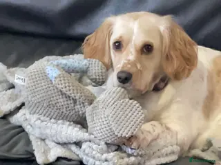 Cockapoo dogs Myla - Advert 2