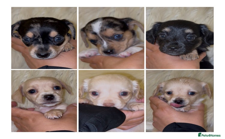 Chiweenie dogs - Advert 1