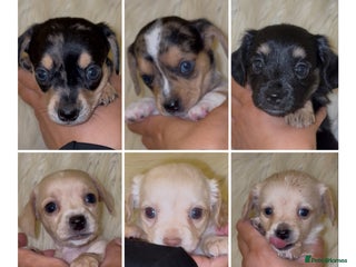 Chiweenie dogs - Advert 14