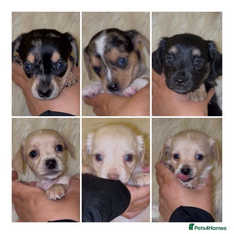 Chiweenie dogs - Advert 1