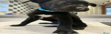American Bull Staffy Puppy 2