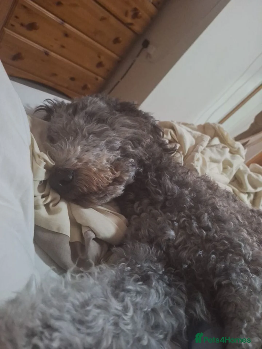 Labradoodle dogs for sale: Labradoodle girl  - Advert 2