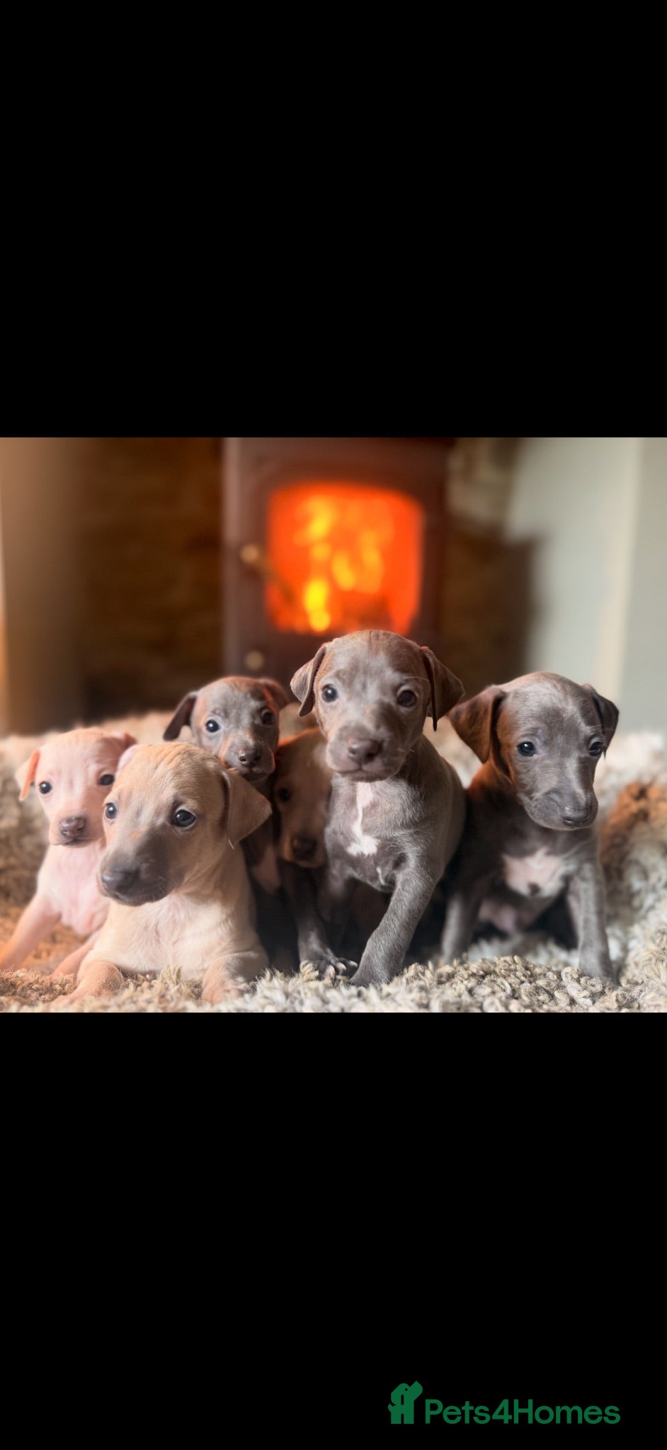 Italian Greyhound dogs Italian Greyhound Puppies —Licensed 5-Star Breeder - Advert 2