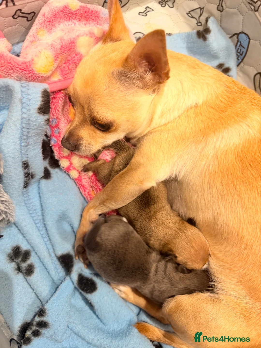 Jack Chi dogs for sale: Female and Male Chihuahua X Jack Russell  - Advert 2