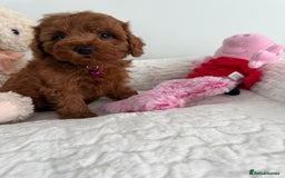Cavapoo dogs for sale: 7 perfect f1b cavapoo’s. Fully dna & health clear. - Image 16