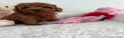 Cavapoo dogs for sale: New waitlist open. F1b Fully dna & health clear. - Advert 18