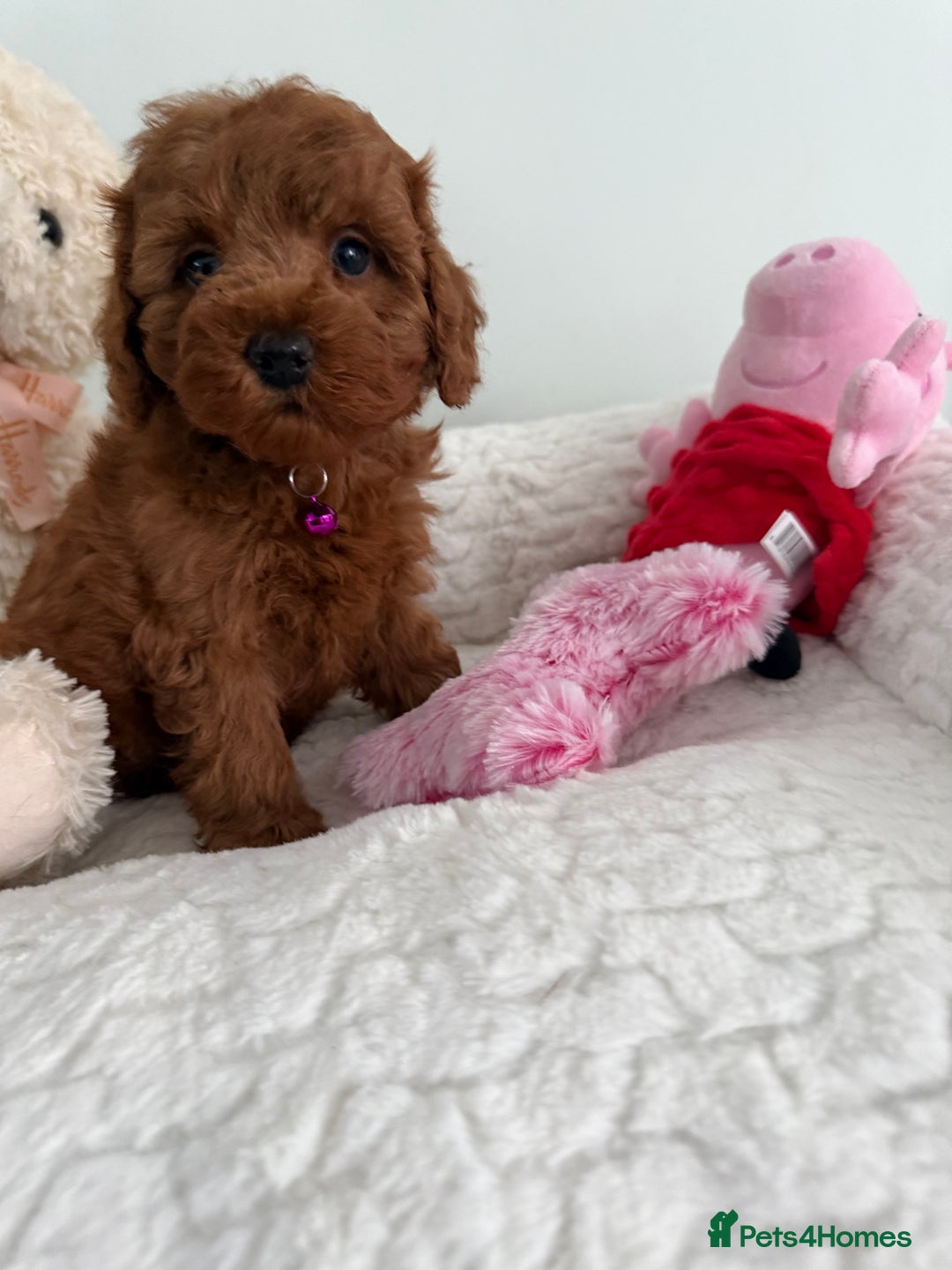 Cavapoo dogs for sale: 7 perfect f1b cavapoo’s. Fully dna & health clear. - Image 16
