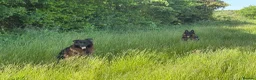 German Shepherd dogs for sale: Big,beautiful,wolf eyes puppies  - Advert 8
