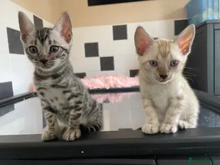 Bengal cats TICA Registered Bengal Kittens - Advert 1