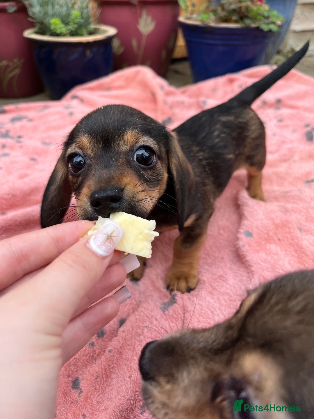 Chiweenie dogs for sale: Beautiful dachshund/ chihuahua puppies  - Image 7