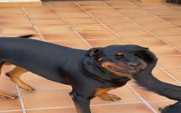 Rottweiler dogs for sale: 3 and a half year old Rottweiler - Image 10