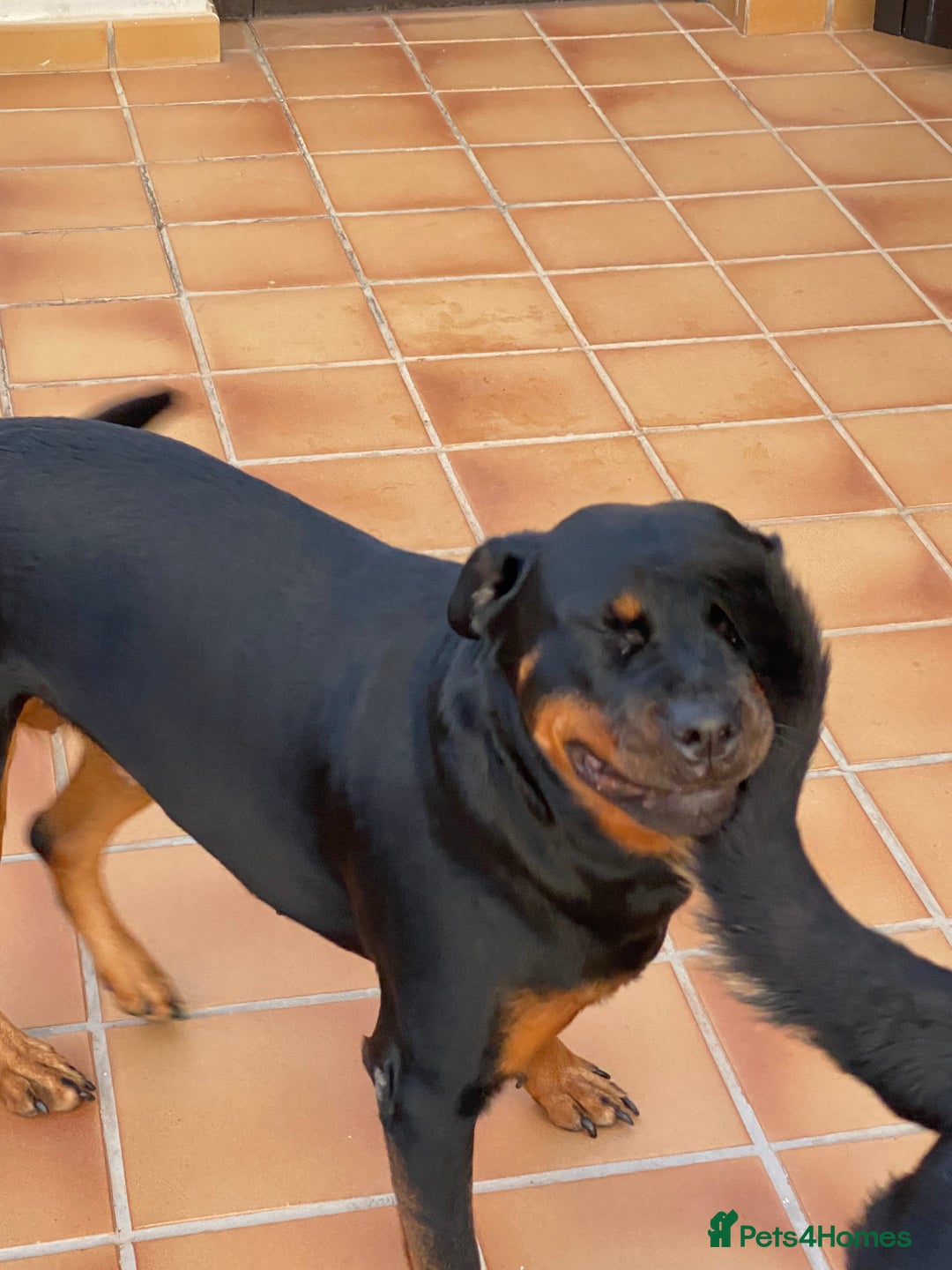 Rottweiler dogs for sale: 3 and a half year old Rottweiler - Image 10