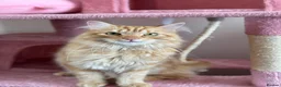 Mixed Breed cats for sale: Oscar Purrastri  - Advert 2