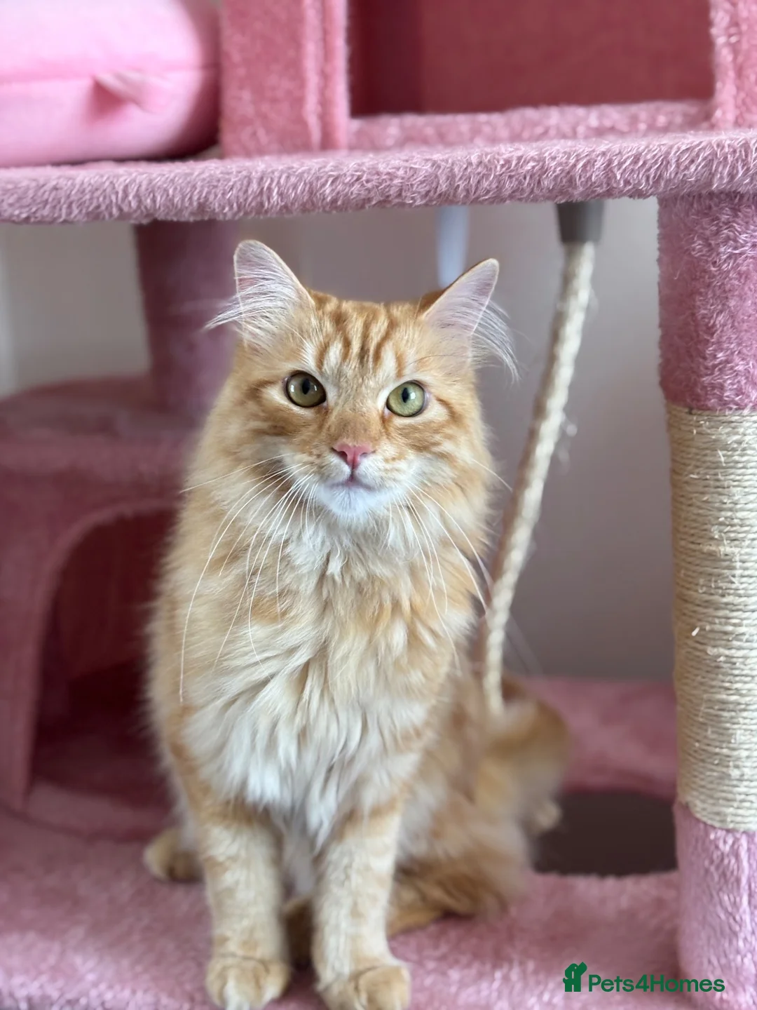 Mixed Breed cats for sale: Oscar Purrastri  - Advert 2