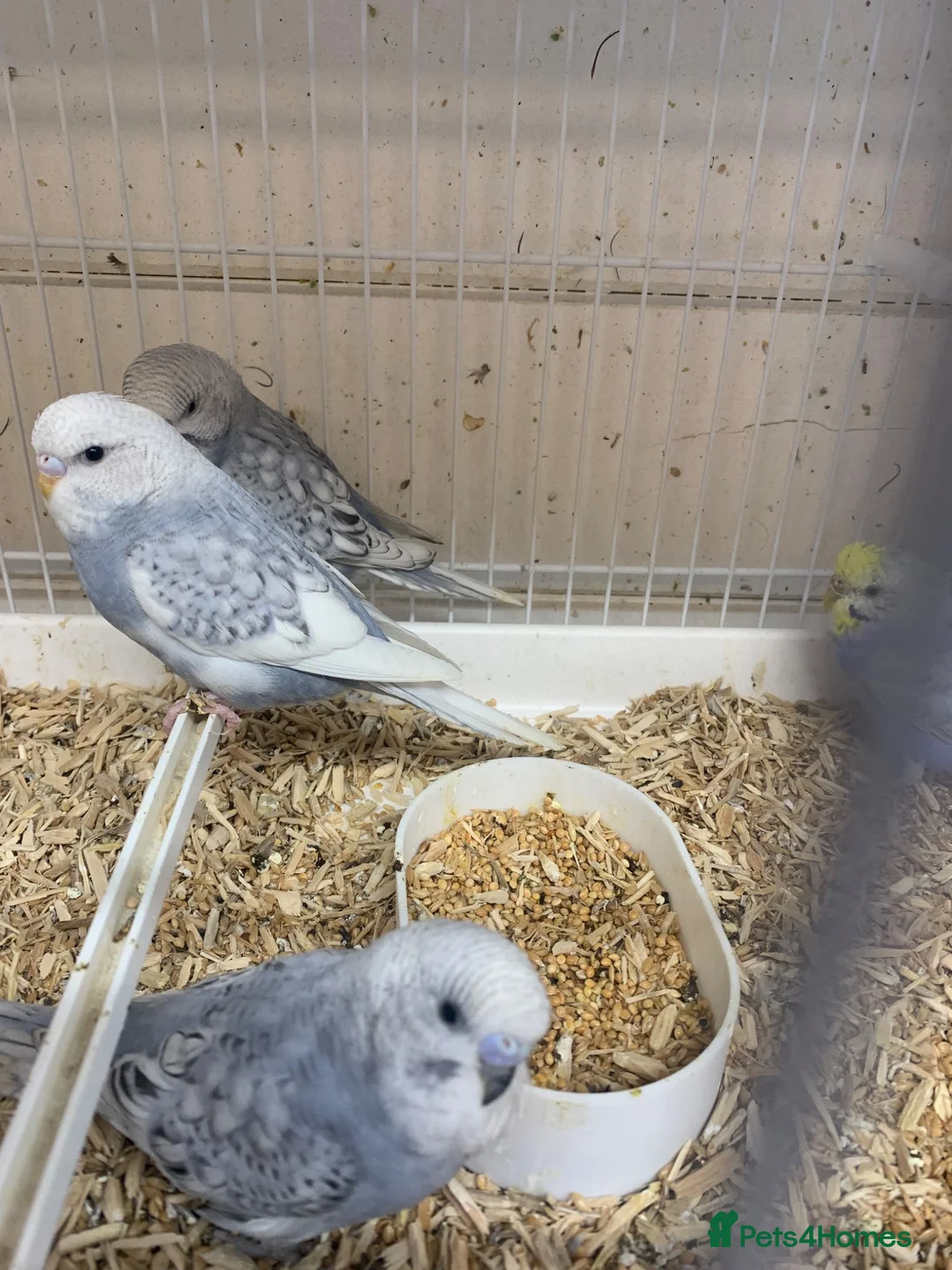 Budgerigars birds for sale: Baby budgies  - Advert 2
