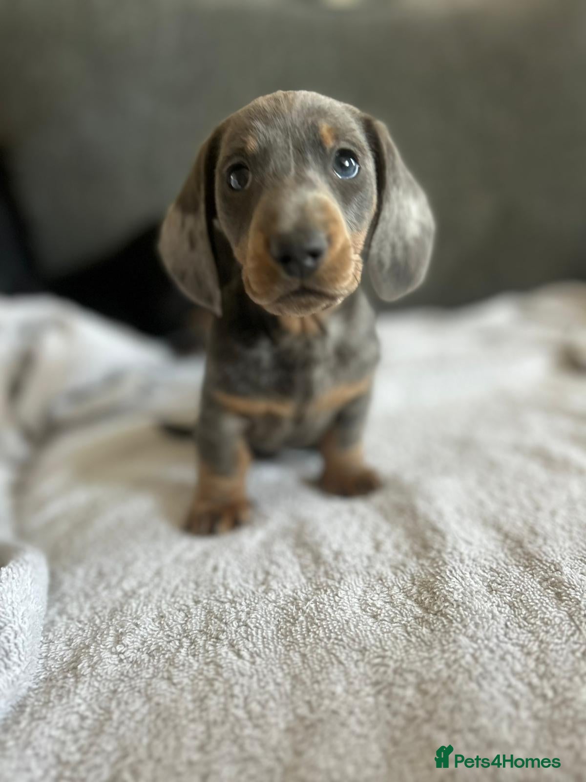 Miniature Dachshund dogs Gorgeous little dachshund puppies - Advert 12