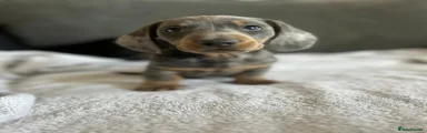Miniature Dachshund Puppy 2