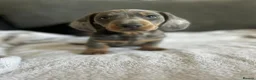 Miniature Dachshund dogs for sale: Gorgeous little dachshund puppies - Advert 2