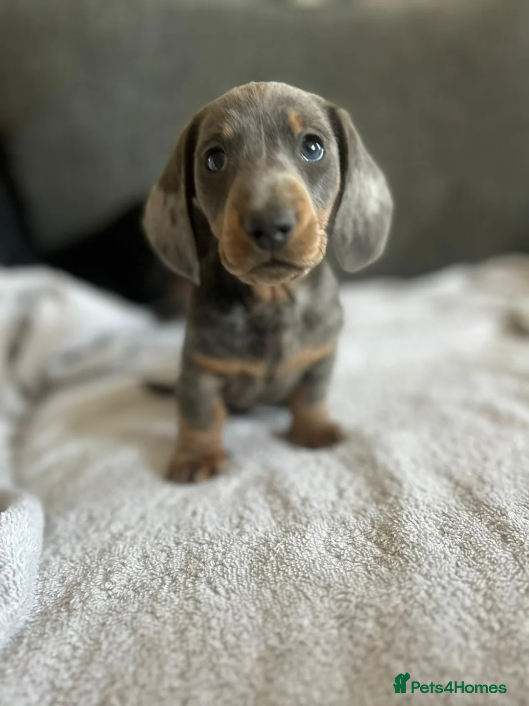 Miniature Dachshund dogs for sale: Gorgeous little dachshund puppies - Advert 2