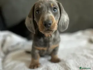 Miniature Dachshund dogs Gorgeous little dachshund puppies - Advert 1