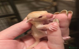 Sugar Glider rodents for sale: Male Cremino Sugar Glider - Image 5