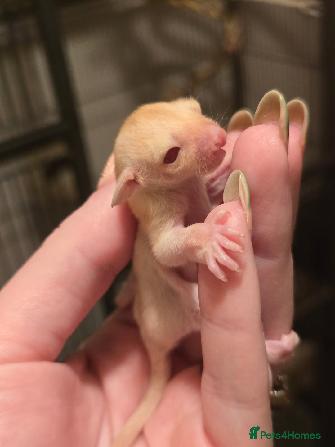 Sugar Glider rodents for sale: Male Cremino Sugar Glider - Image 5