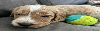 Cockapoo 5
