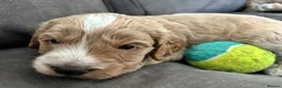 Cockapoo dogs for sale: Gorgeous Cockapoo puppies - Advert 13