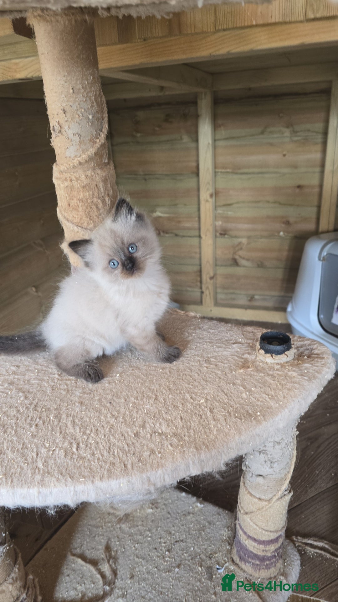Ragdoll cats for sale: Captain Tom - Image 13