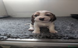 Beagle dogs for sale: Champion Show Line Beagle Puppies - Image 3