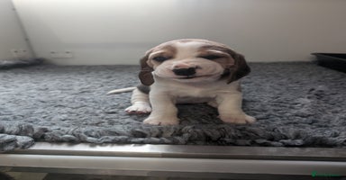 Beagle dogs - Advert 1