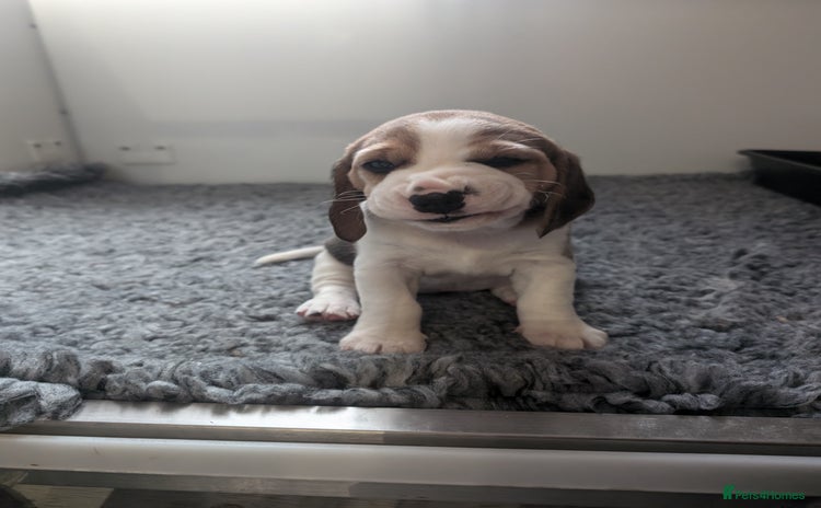 Beagle dogs - Advert 16