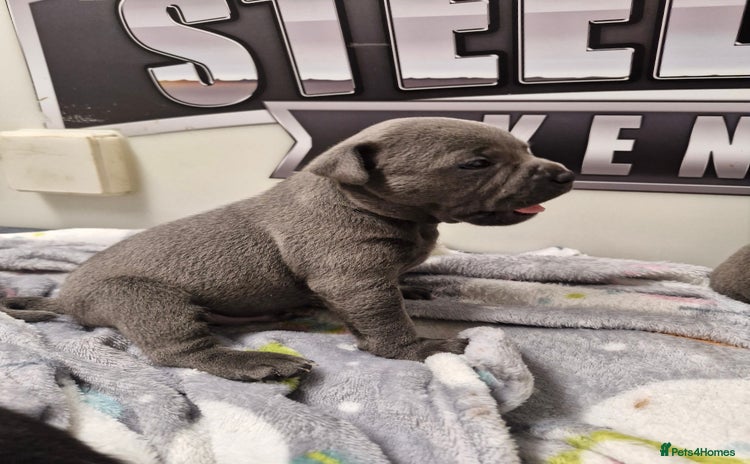 Staffordshire Bull Terrier dogs - Advert 1