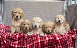 Golden Retriever dogs for sale: STUNNING GOLDEN RETRIEVER PUPPIES READY NOW - Image 7