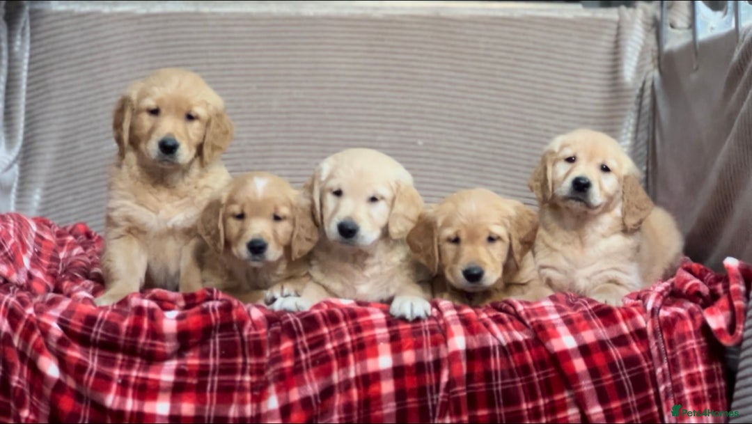 Golden Retriever dogs for sale: STUNNING GOLDEN RETRIEVER PUPPIES READY NOW - Image 7