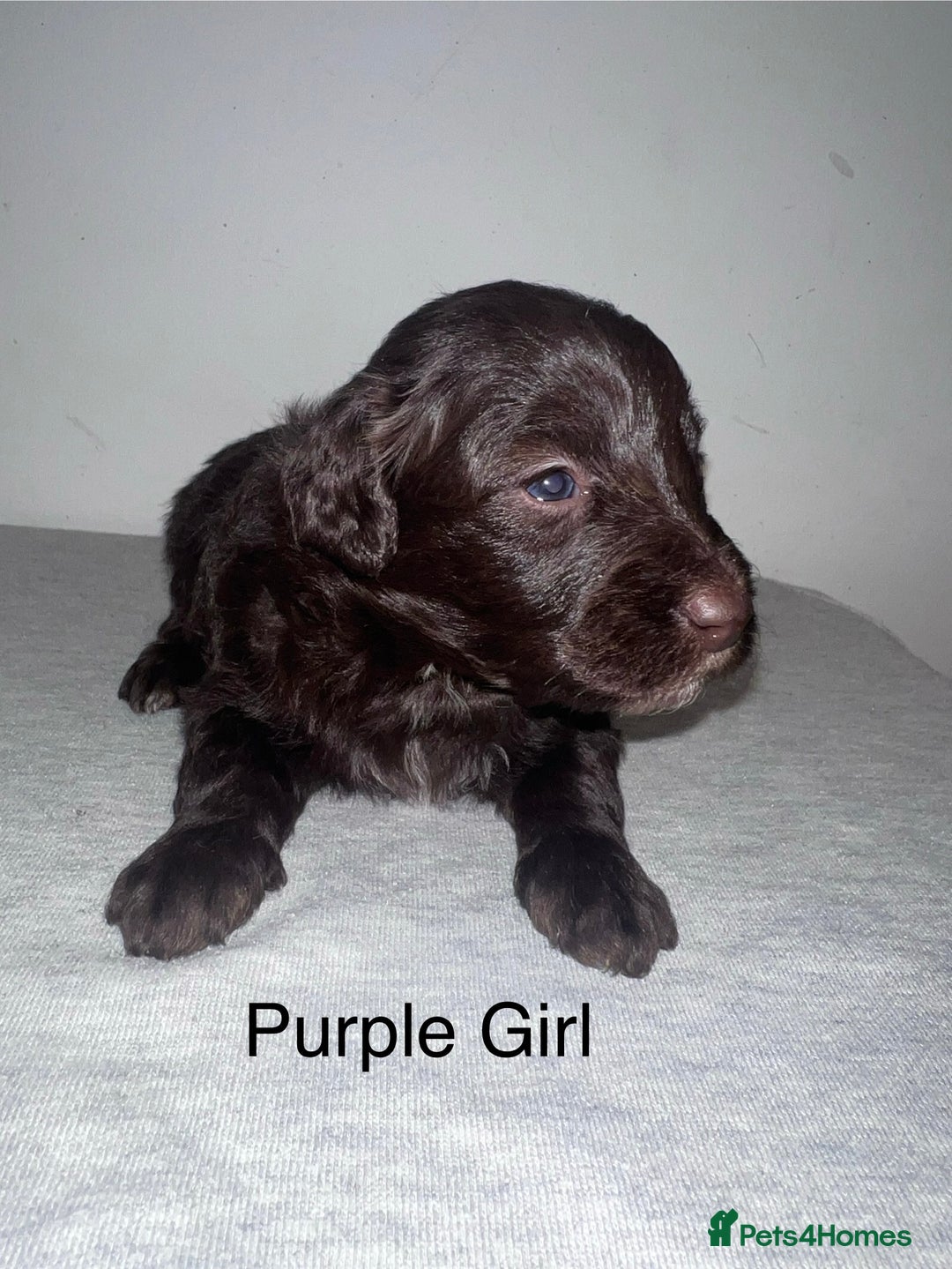 Mixed Breed dogs for sale: Cadoodle Puppies for sale - Advert 11