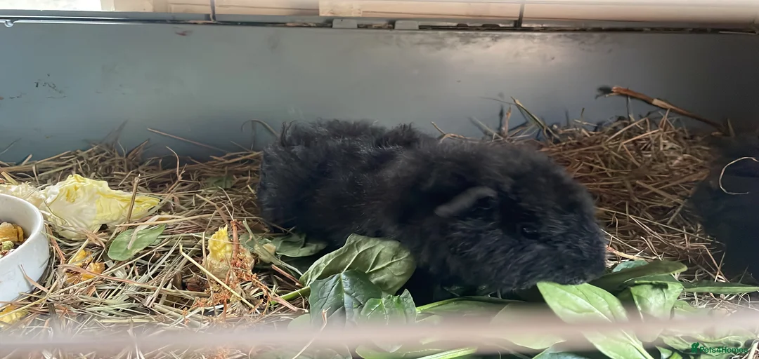 Gallery Image {{count}}