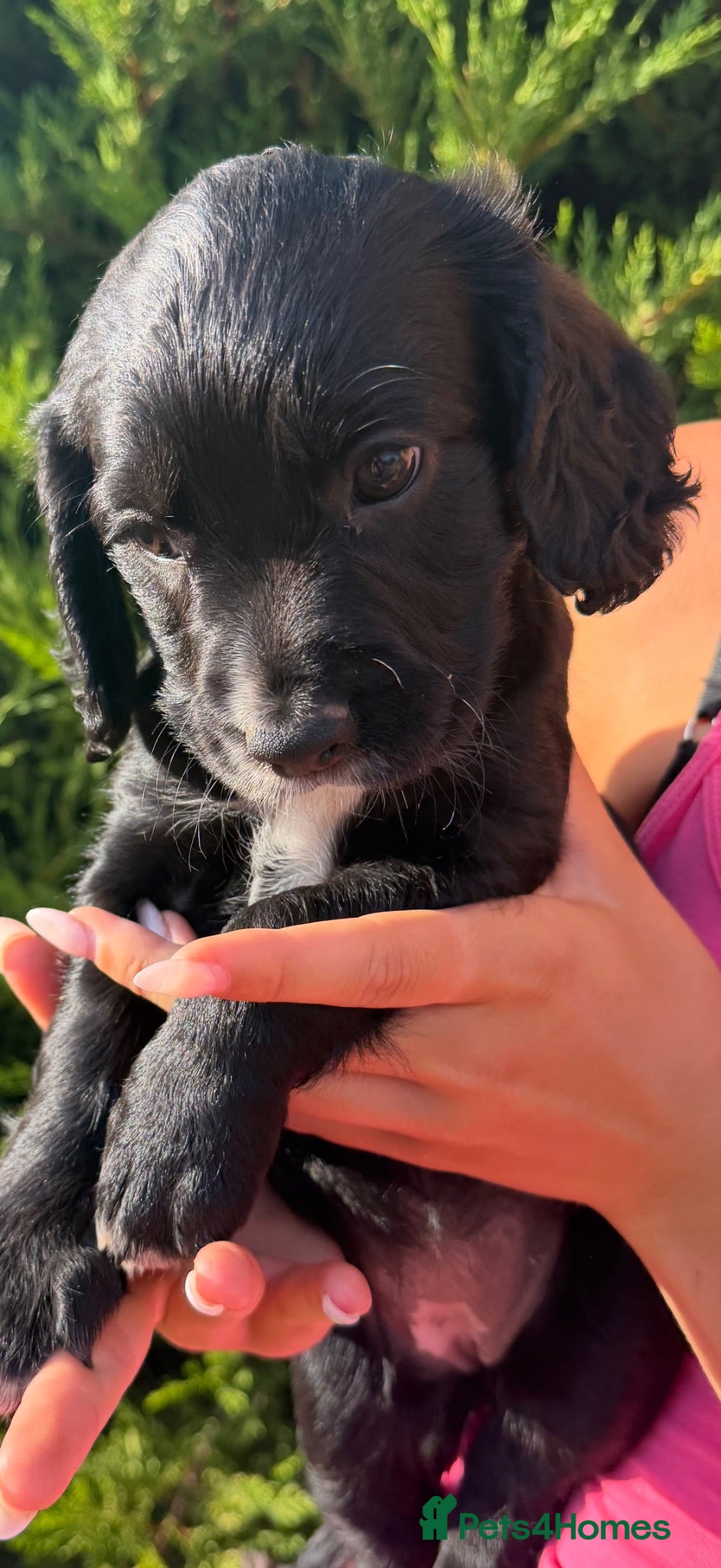 Sprocker dogs Beautiful sprockers for sale - Advert 2