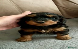 Cavapoo dogs for sale: Only 1 puppy left! F1B Cavapoo pups! - Image 2